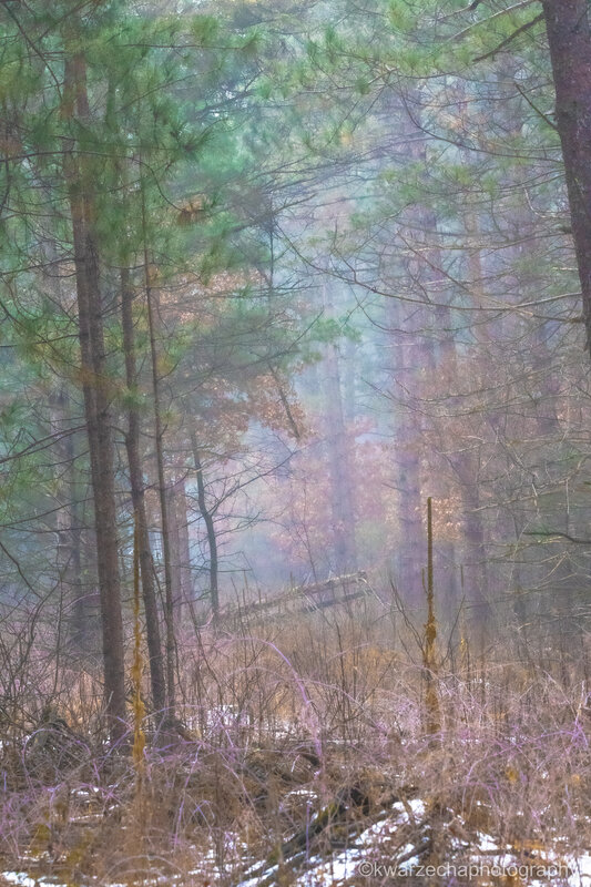 A Foggy Forest Morning