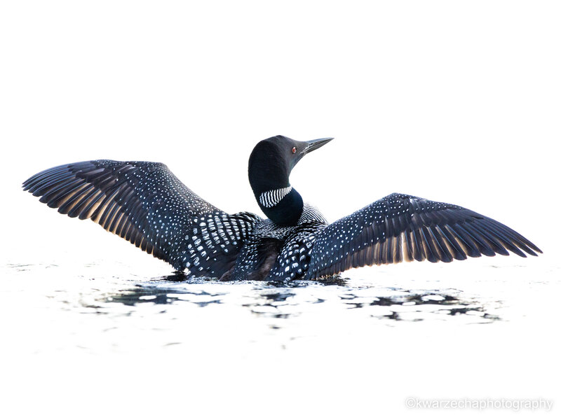 Loon on Fall Lake